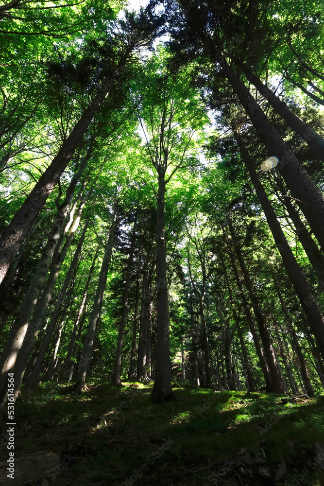 Green tall forest trees in summer Green tall forest trees in summer