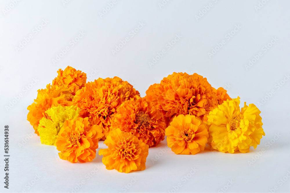 Marigold flowers on a white background. Flower decoration. symbol of mexican holiday Day of dead.copy space Marigold flowers on a white background. Flower decoration. symbol of mexican holiday Day of dead.copy space