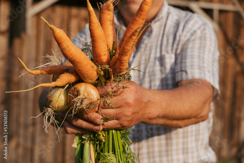 Senior farmer holding carrots and onions on sunny day photo