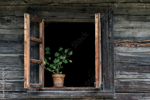 Fototapeta old wooden hut with flowers