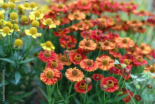 Helenium autumnale. Yellow and red flowers in garden. © Katarzyna