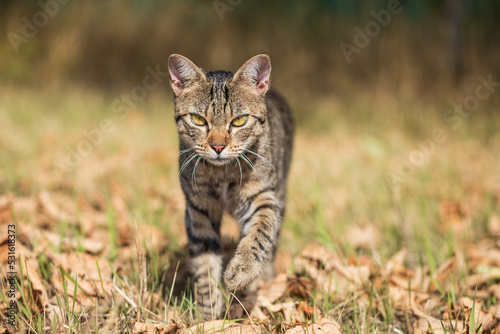 tabby cat kitten in natural environment © VIDEOMUNDUM