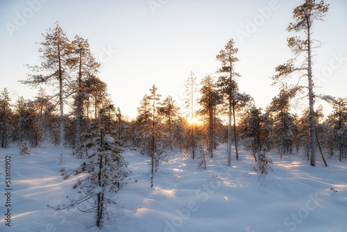 Wallpaper Mural Sunrise Winter landscape with trees covered with hoarfrost. Altai Torontodigital.ca