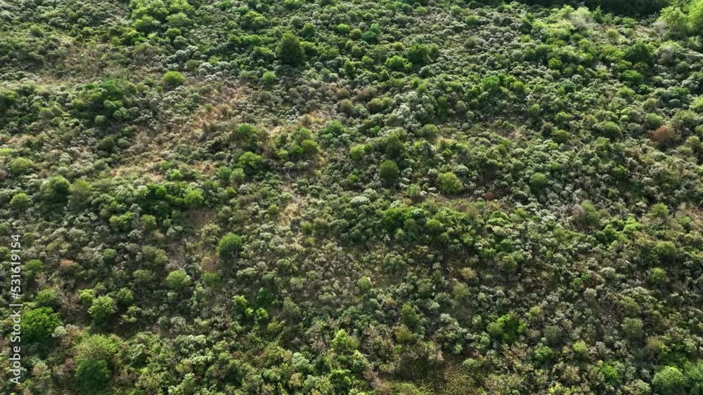 Aerial view of an overgrown dune near Oostvoorne in the Netherlands Aerial view of an overgrown dune near Oostvoorne in the Netherlands