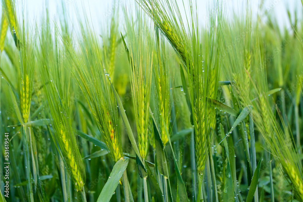 Obraz premium green wheat ear in agricultural field