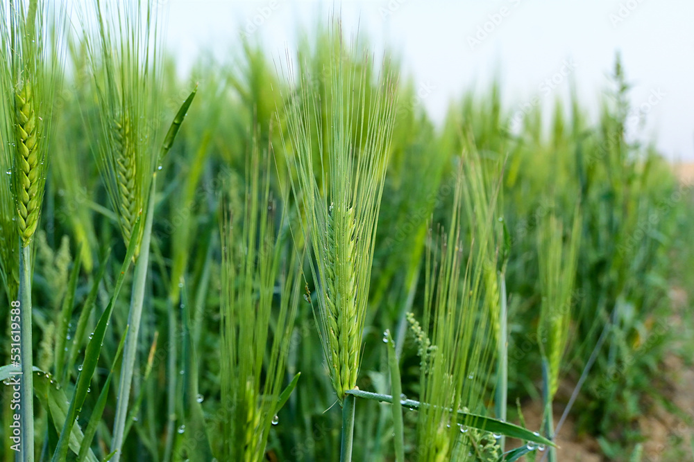 Young green wheat in spring summer field