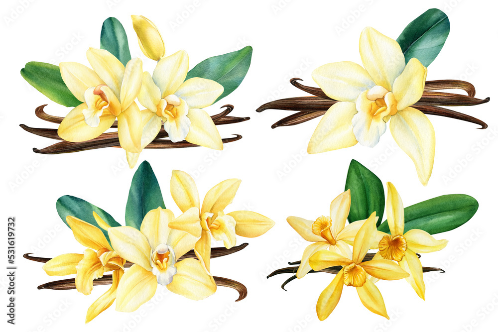 Obraz premium Set of vanilla flowers, dried beans and leaves isolated, hand painted watercolor floral illustration