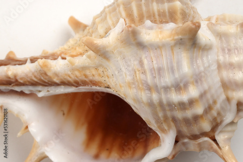 sea shell triton murex on white background copy text space