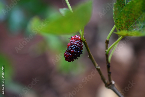 colorful mulberry fruit in garden