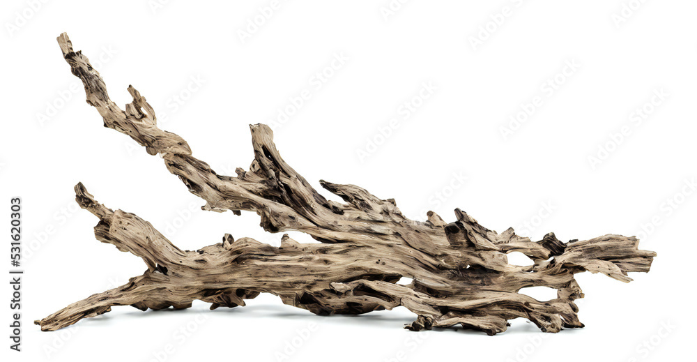 driftwood, old and dry branch isolated on white background