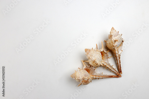 sea shell triton murex conchs bivalves tellins scallops tulip star natica tun cowrie on white background copy text border frame