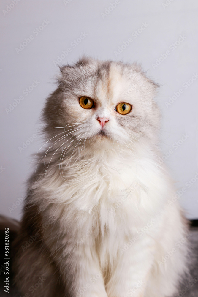 Portrait of a cat of the cottish fold persian