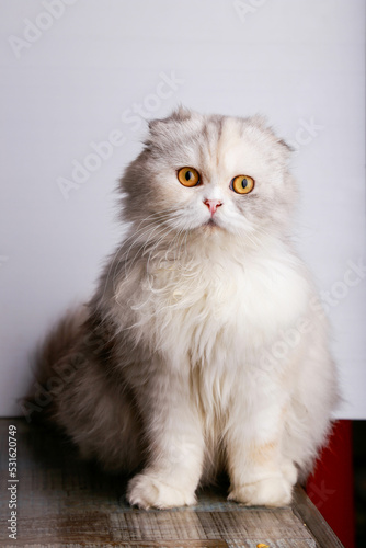 Portrait of a cat of the cottish fold persian © Adithep