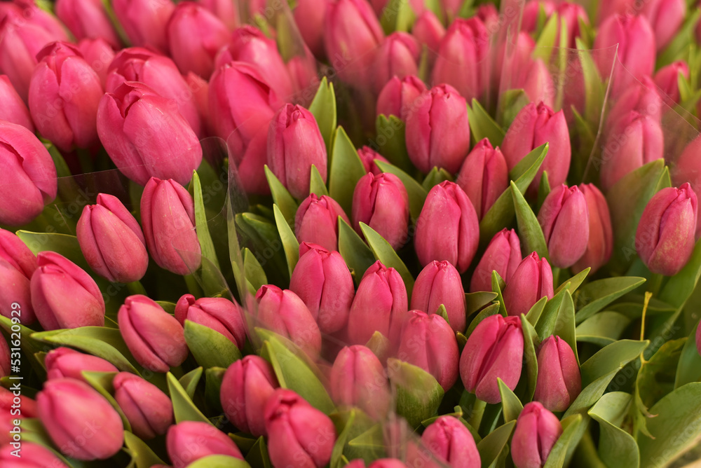Beautiful spring bouquet of tulips Beautiful spring bouquet of tulips
