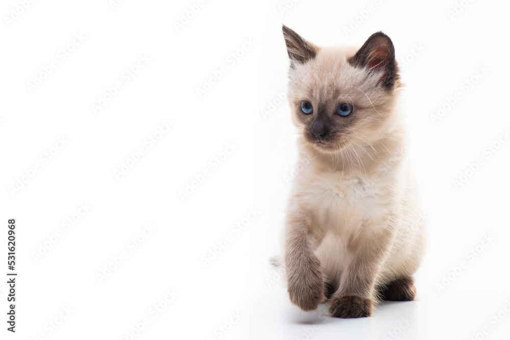 A small kitten sits and looks thoughtfully. Isolated on white background. Concept of goods for cats, veterinary clinic and pet shop