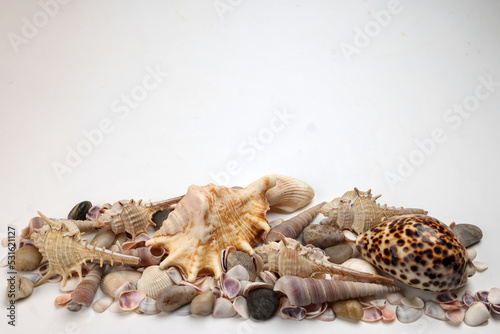 sea shell triton murex conchs bivalves tellins scallops tulip star natica tun cowrie on white background copy text border frame