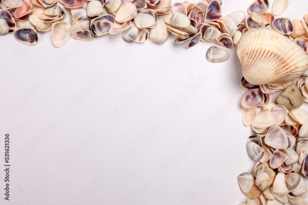 sea shell triton murex conchs bivalves tellins scallops tulip star ...