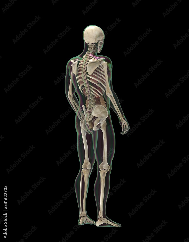 人間の骨格と内蔵