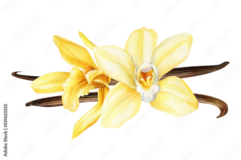 Vanilla flower, dried beans, Orchid isolated on white background. Flora watercolor illustration. 