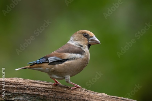 Fotografia Close-up view of a Hawfinch perching on the wooden branch before the green backg