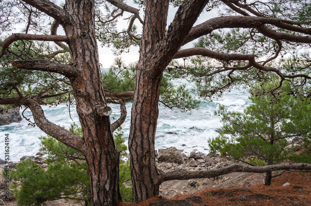 Pine tree by the sea