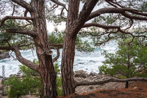Pine tree by the sea