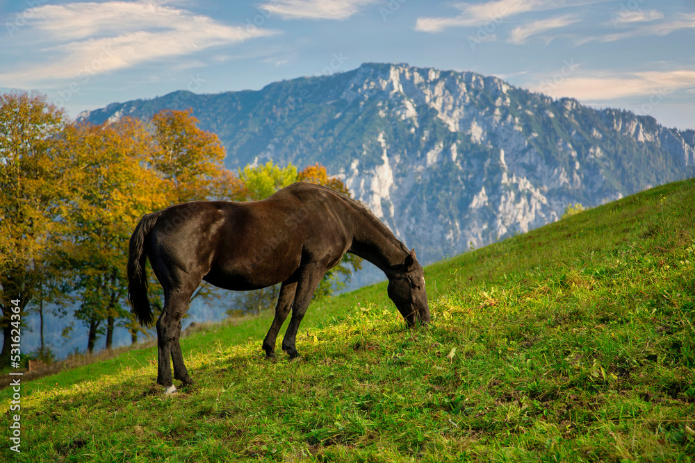 Pferd grast auf Weide mit Bergen im Hintergrund