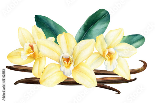 Vanilla flower  dried beans and leaves watercolor illustration. Orchid isolated on white background
