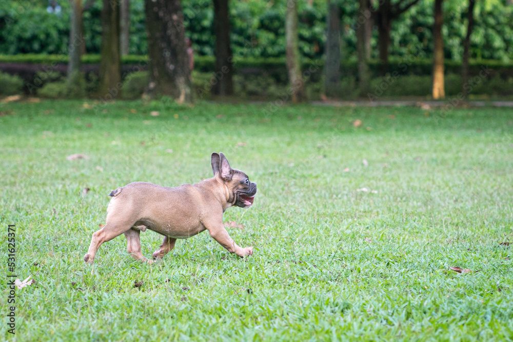 French Bulldog running on the field. Side view, copy space.