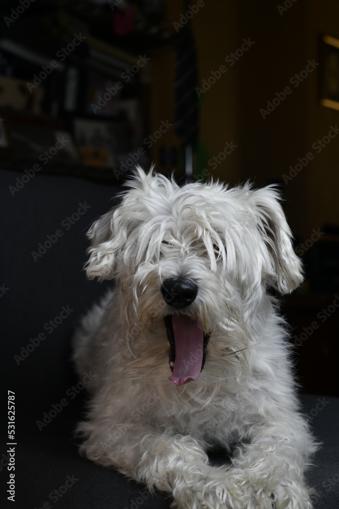 white quiet schnauzer hairy and calm white quiet schnauzer hairy and calm