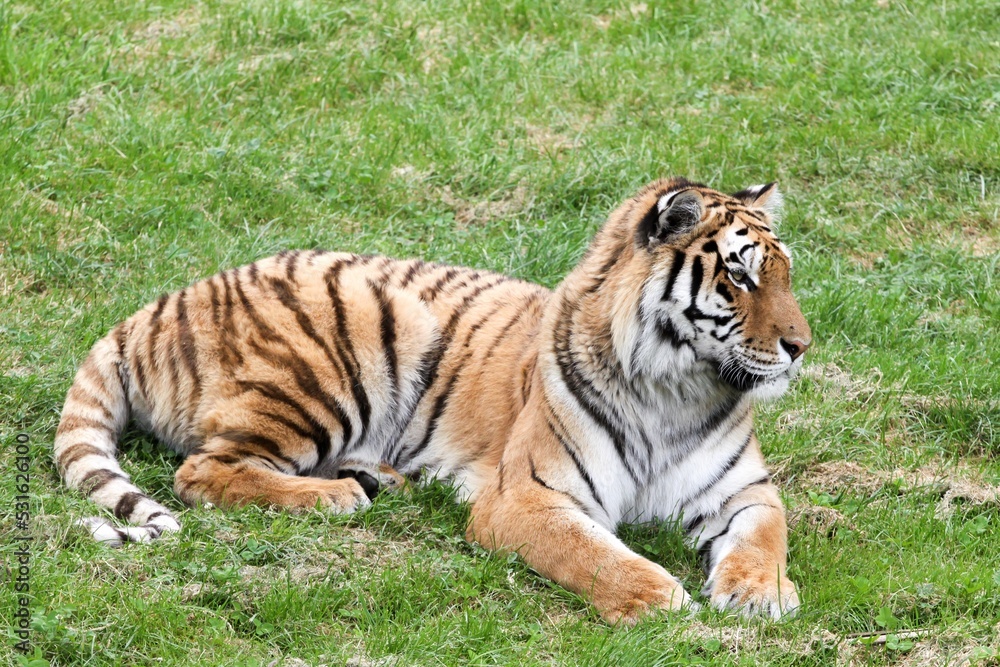 Portrait of a tiger lying in the grass Portrait of a tiger lying in the grass