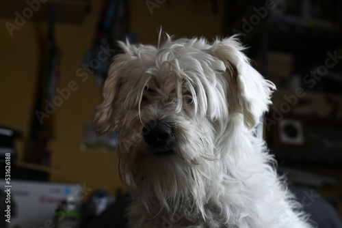 Wallpaper Mural white quiet schnauzer hairy and calm Torontodigital.ca