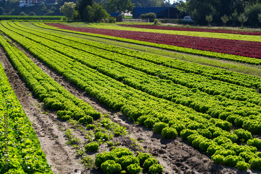 growing, outdoor, farmland, salads, salad, agricultural, agriculture, agriculture field, andelfingen, background, blue cloudy sky, bright, brown, canton, countryside, crop, diminishing perspective, fa