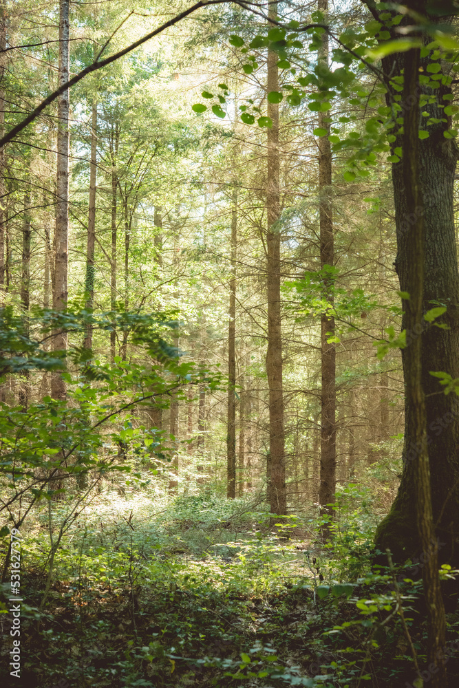 Obraz premium Foret en Automne 