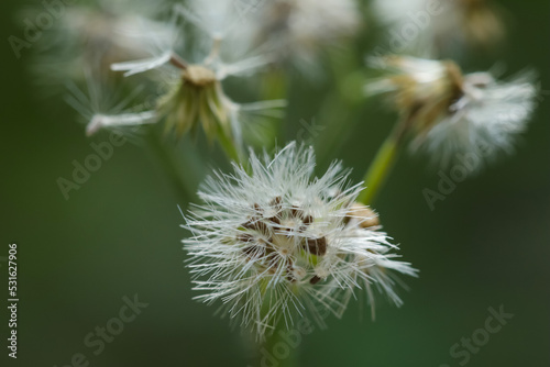 Dry white flower macro  in the garden  in nature. Little ironweed flower in the garden  green abstract background wallpaper. Beautiful flower background. Natural background. Flower abstract texture.