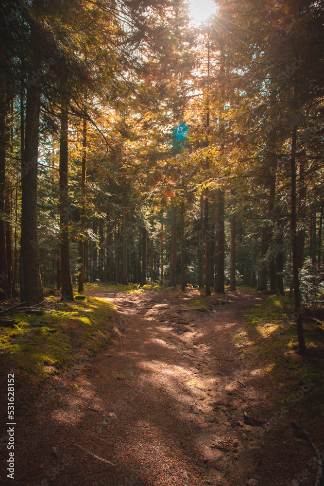 Obraz premium Foret en Automne