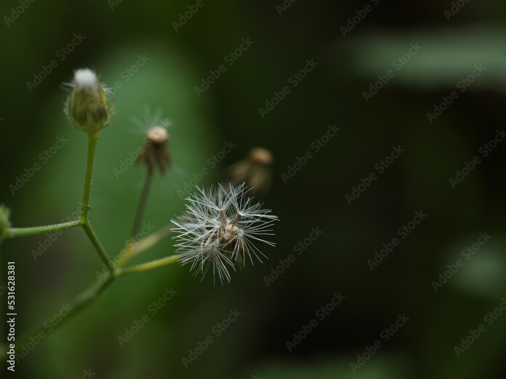 Little ironweed flower macro, isolated on blurred dark background, copy space. White flower abstract texture background. Blooming flower. Flower in garden, in nature, in forest. Little ironweed flower macro, isolated on blurred dark background, copy space. White flower abstract texture background. Blooming flower. Flower in garden, in nature, in forest.