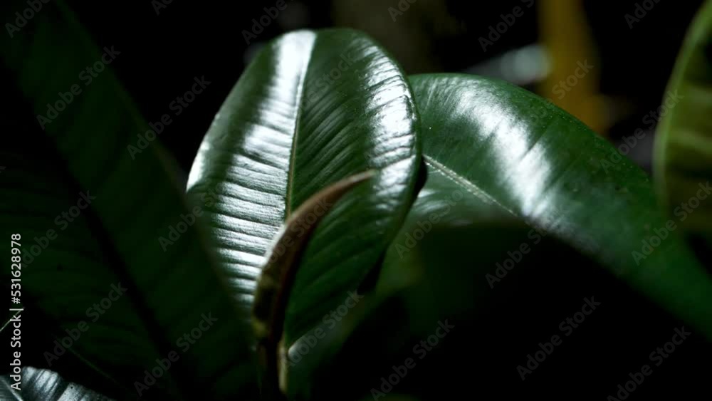 Glossy Large Leaves Of A Rubber Plant In A Dark Room. Pan Right