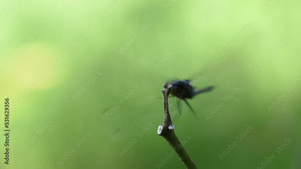 A dragonfly is clinging to a branch in nature against a blurry background A dragonfly is clinging to a branch in nature against a blurry background