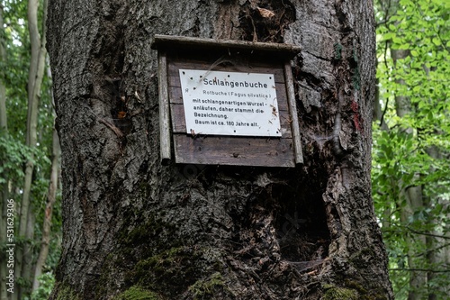 Informationstafel an der alten Schlangenbuche, einem Naturdenkmal bei Sitzendorf in Thüringen