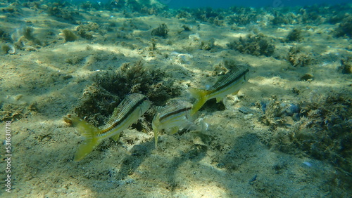 Striped red mullet or surmullet (Mullus surmuletus) undersea, Aegean Sea, Greece, Halkidiki 