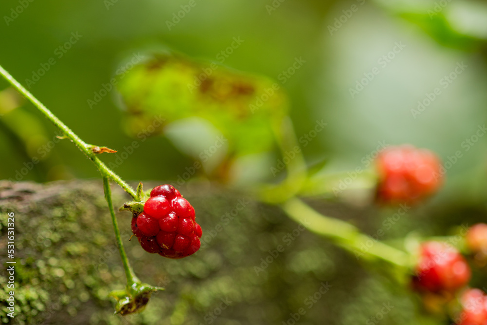 Close-up photo of European blackberry in front of an old moss covered fence post. Sharp focus and beautiful color.