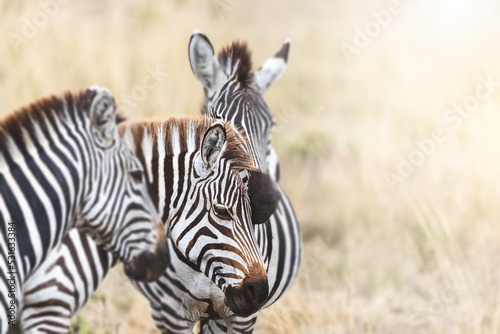 Group of Plains Zebra  equus quagga  standing in the red oat grass of the Masai Mara  Kenya. In afternoon sunlight with space for your text