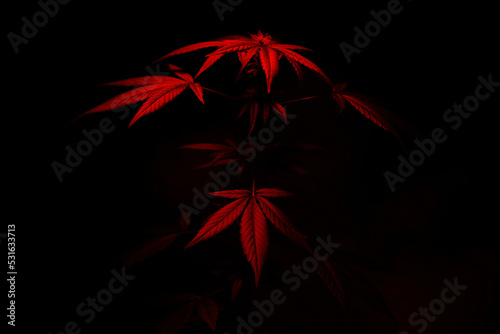 The silhouette of cannabis is illuminated by red light. Large marijuana leaves emerging from the darkness