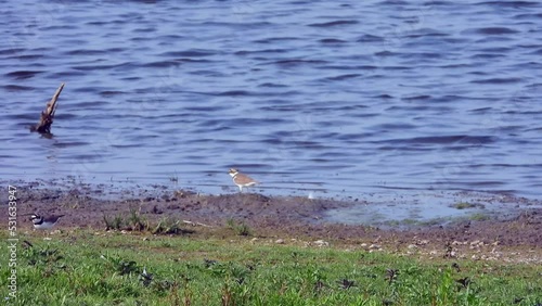 Flussregenpfeifer (Charadrius dubius) mit Jungen