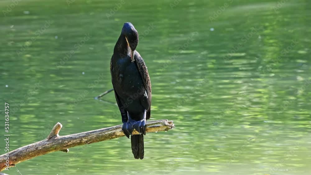 The great cormorant, Phalacrocorax carbo known as the great black cormorant across the Northern Hemisphere, the black cormorant in Australia and the black shag further south in New Zealand
