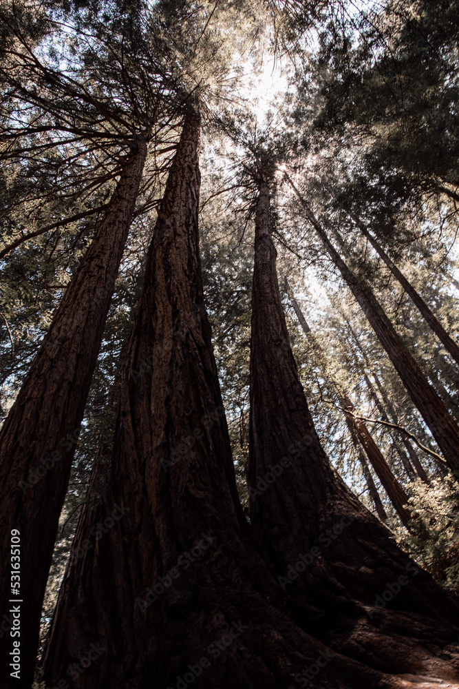Old and tall redwoods trees in the forest with sunlight coming through ...