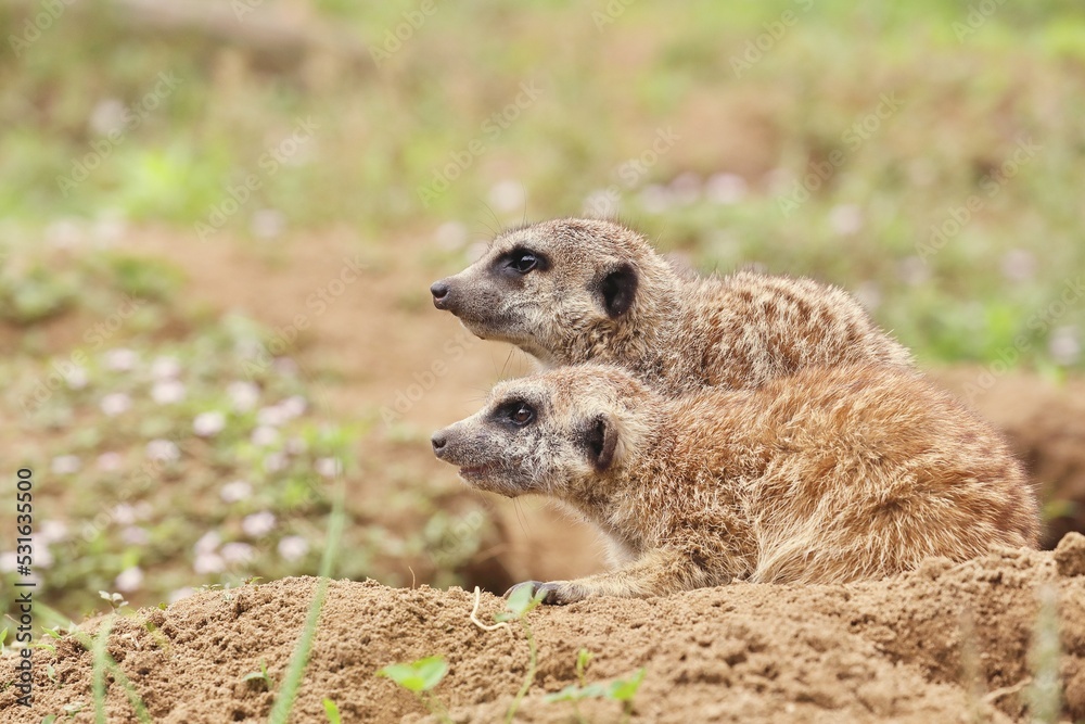 Fototapeta premium 並んで遠くを見つめるミーアキャットの夫婦