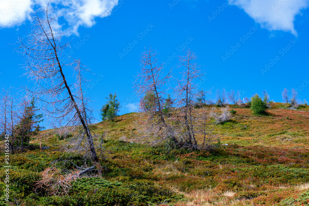 Blue sky and hillside with dwarf shrubs and dry trees on an alp at late summer on the mountain Turnthaler in Tirol, Austria Blue sky and hillside with dwarf shrubs and dry trees on an alp at late summer on the mountain Turnthaler in Tirol, Austria