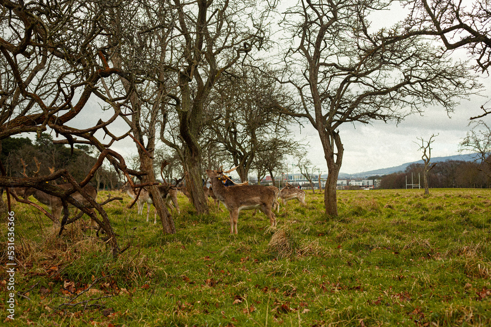 Fototapeta premium young deers in a ireland dublin park